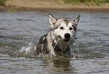 ALASKAN MALAMUTE 651